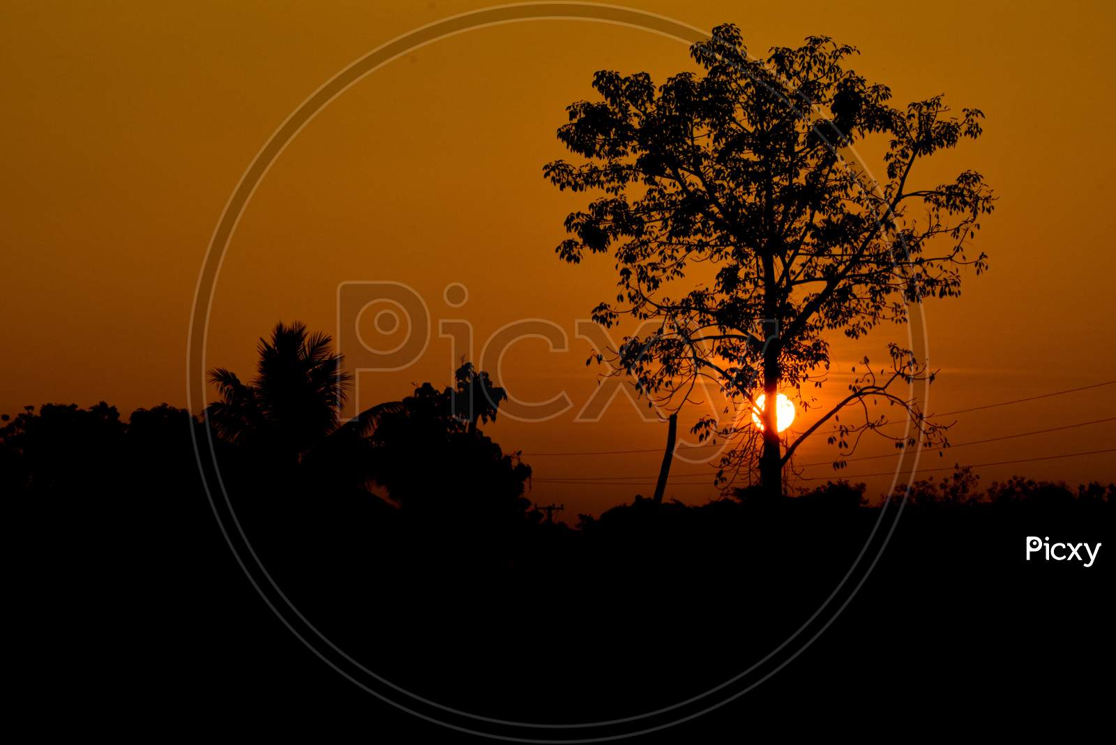 Silhouette Of A Tree Over  Sunset Sun