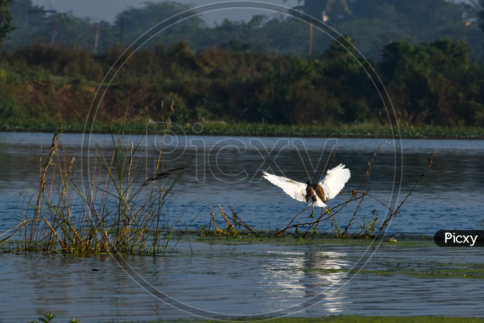 Crane Bird In an Lake