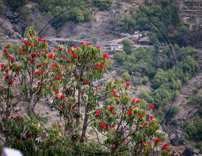 Caesalpinia Plants along the hills