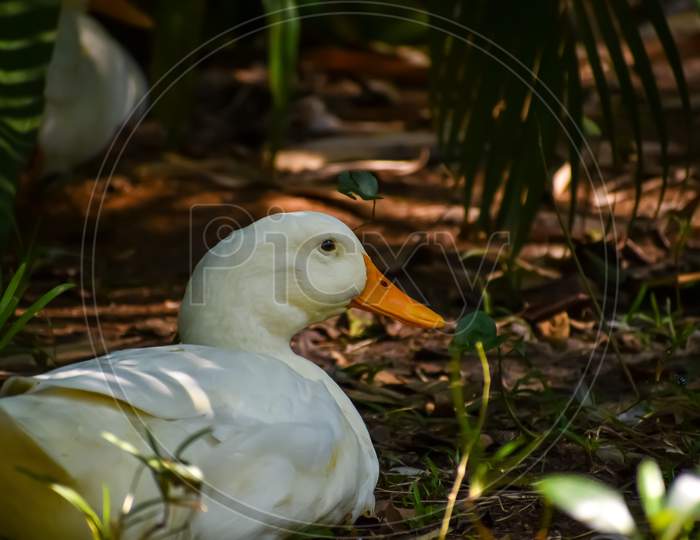 Duck In an Garden