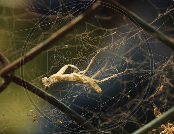 A Died Grasshopper In  a Spider Web