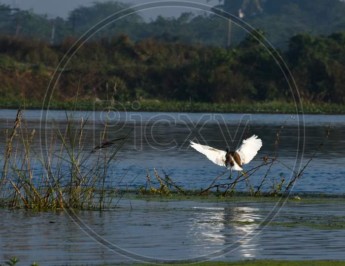 Crane Bird In an Lake