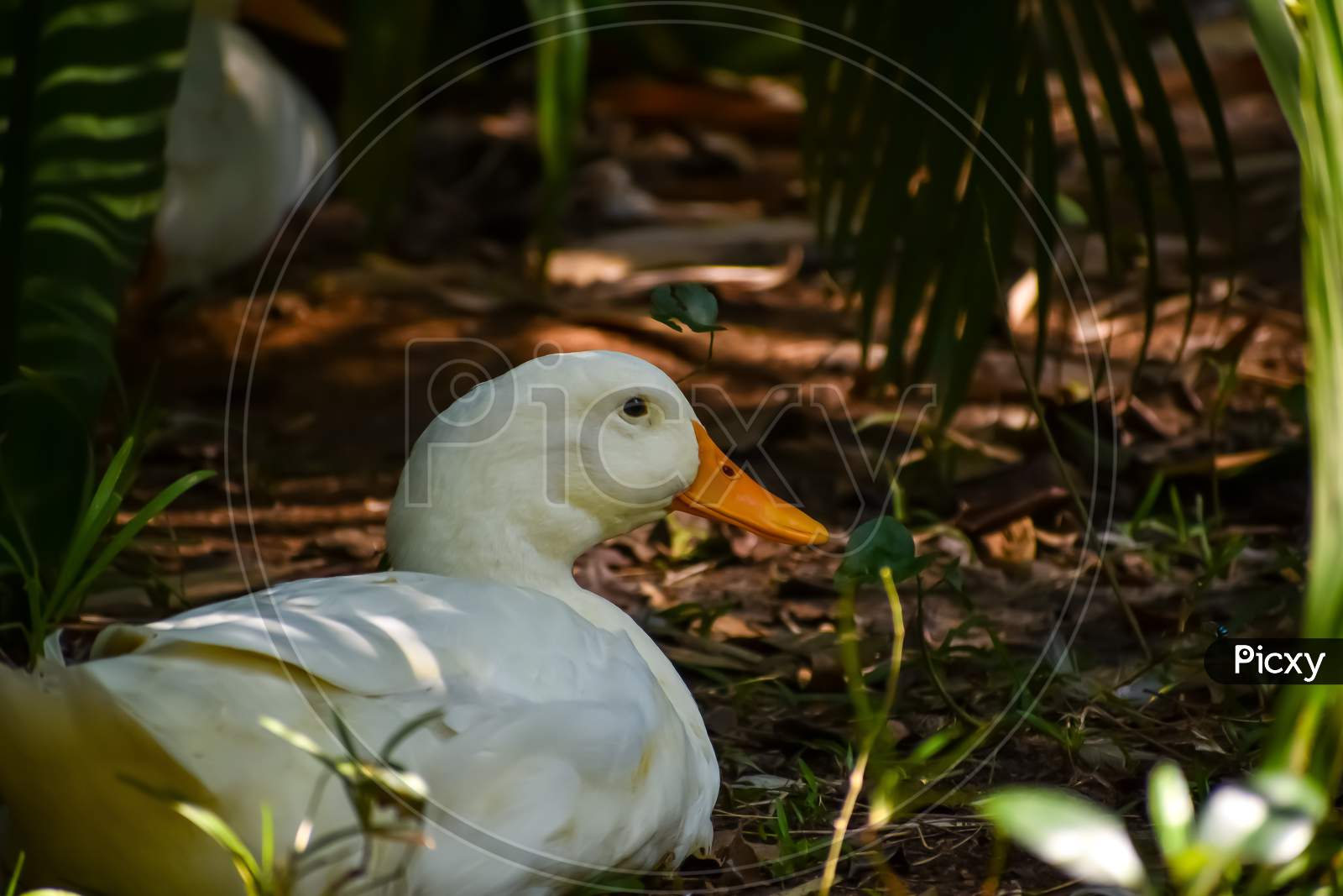 Duck In  a Zoo