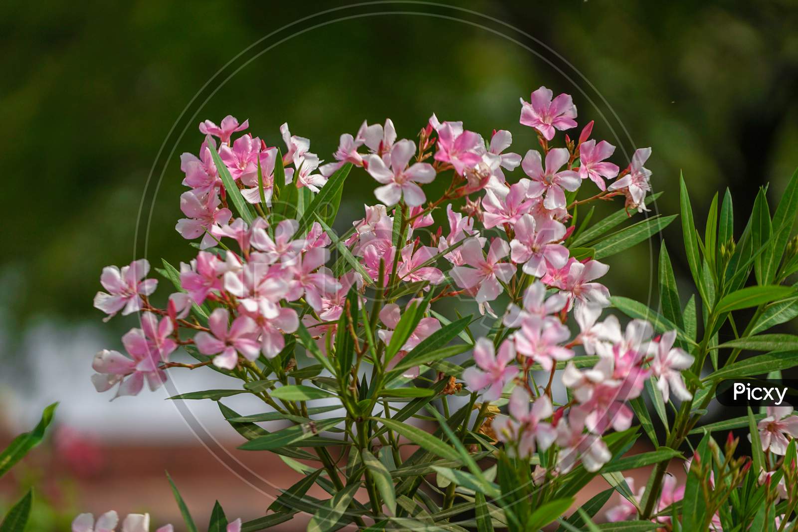 Oleander flowers