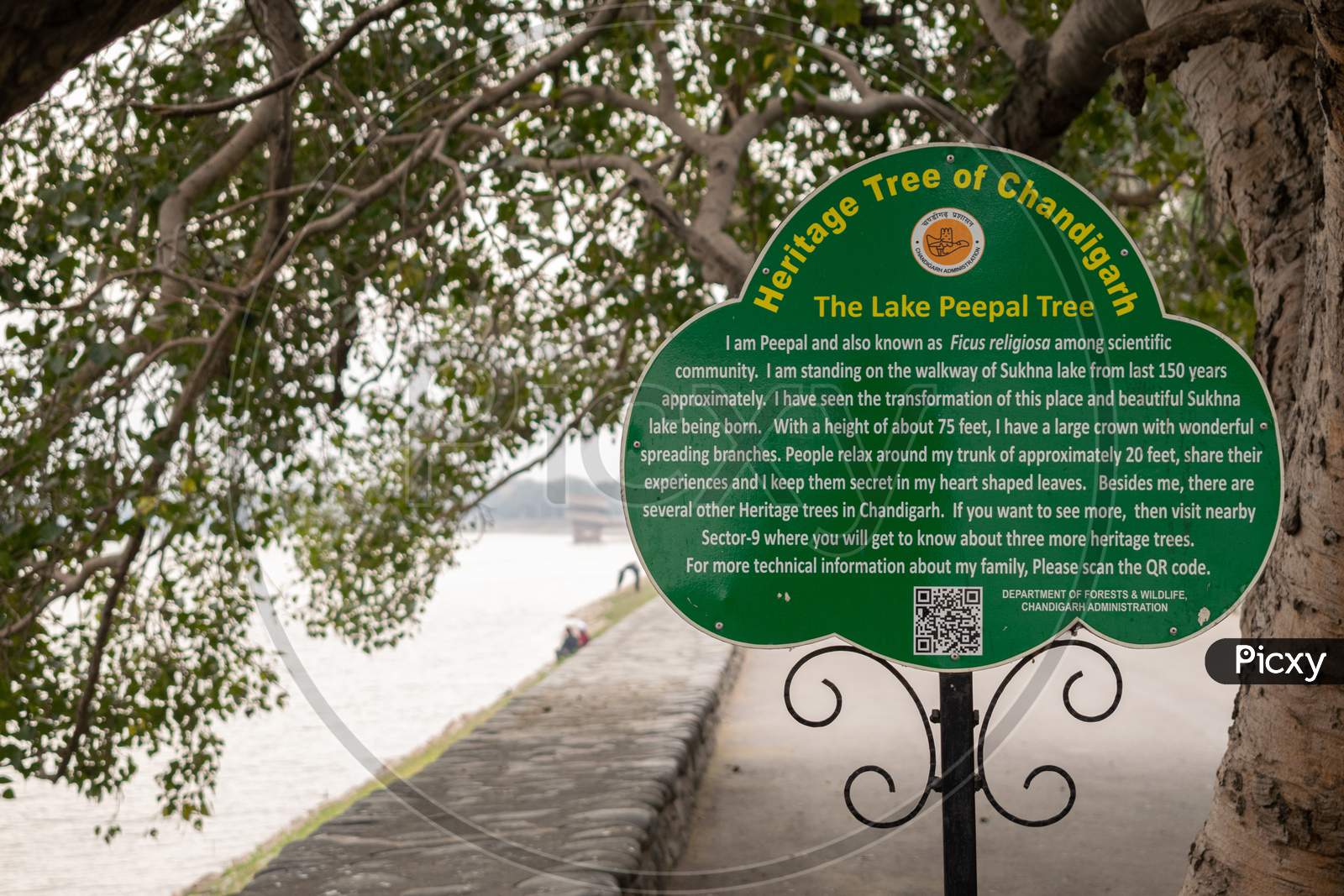 A information board showing the lake peepal tree as a Heritage tree of Chandigarh