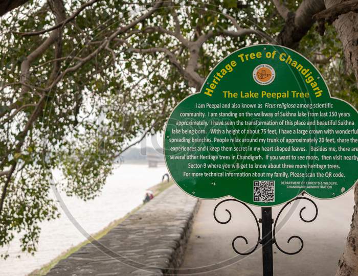 A information board showing the lake peepal tree as a Heritage tree of Chandigarh