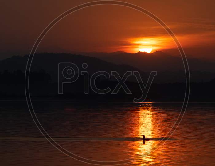 Sunrise with golden light and a bird swimming in sukhna lake
