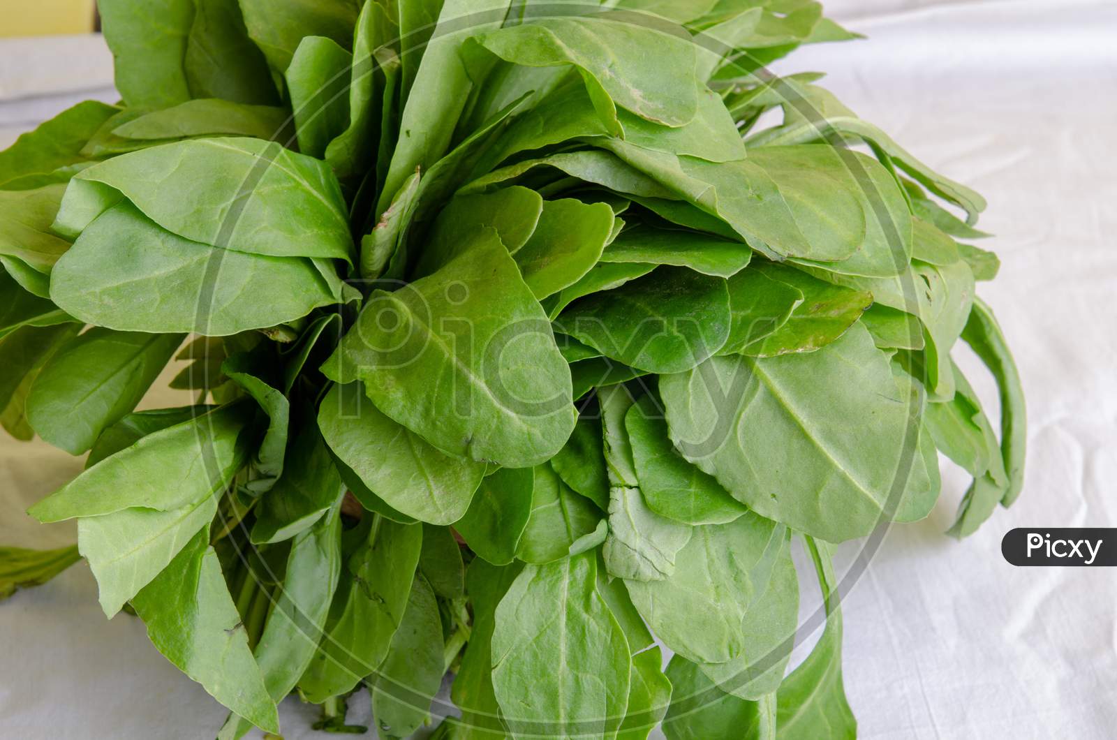 Spinach Or Palak Green Leafy Vegetables  Closeup