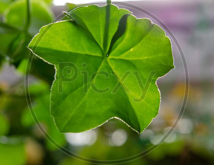 Creeper leaf pattern