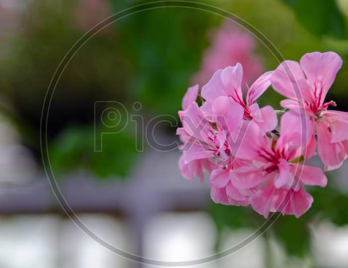Cherry Blossom Flower  Blooming On Plant