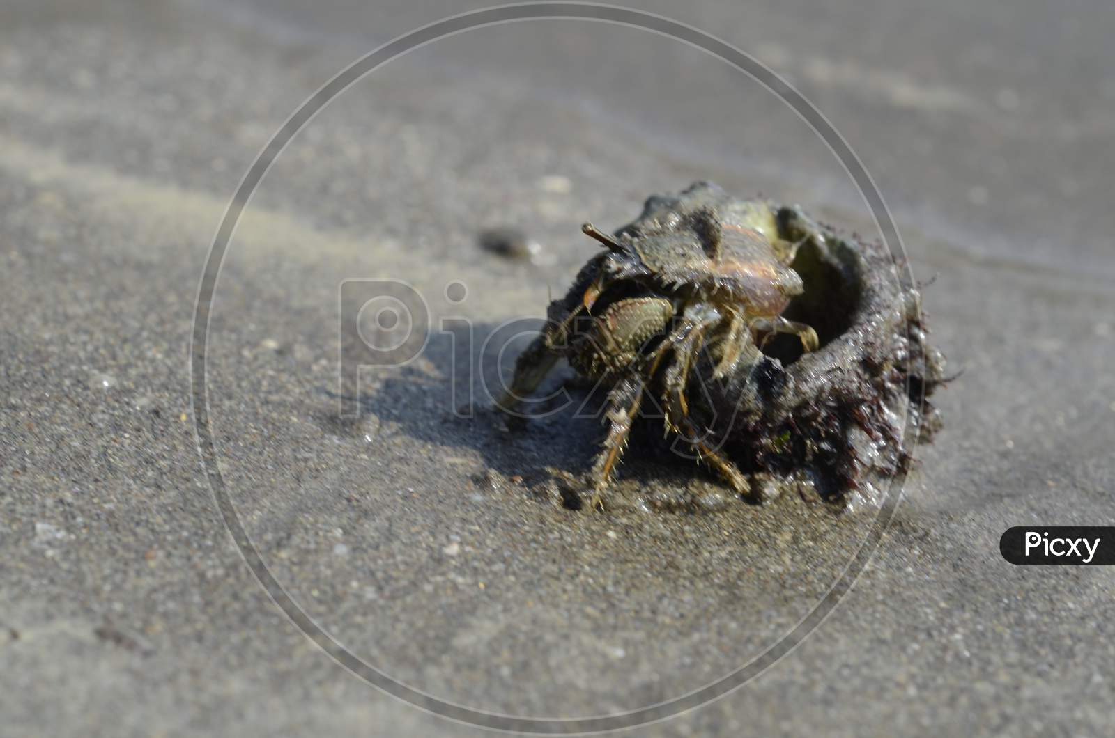 A crab on the beach