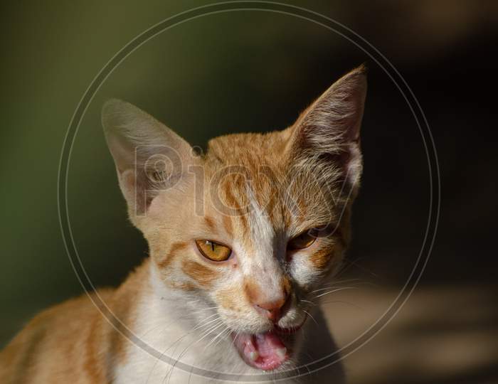 Domestic short-haired cat yawning