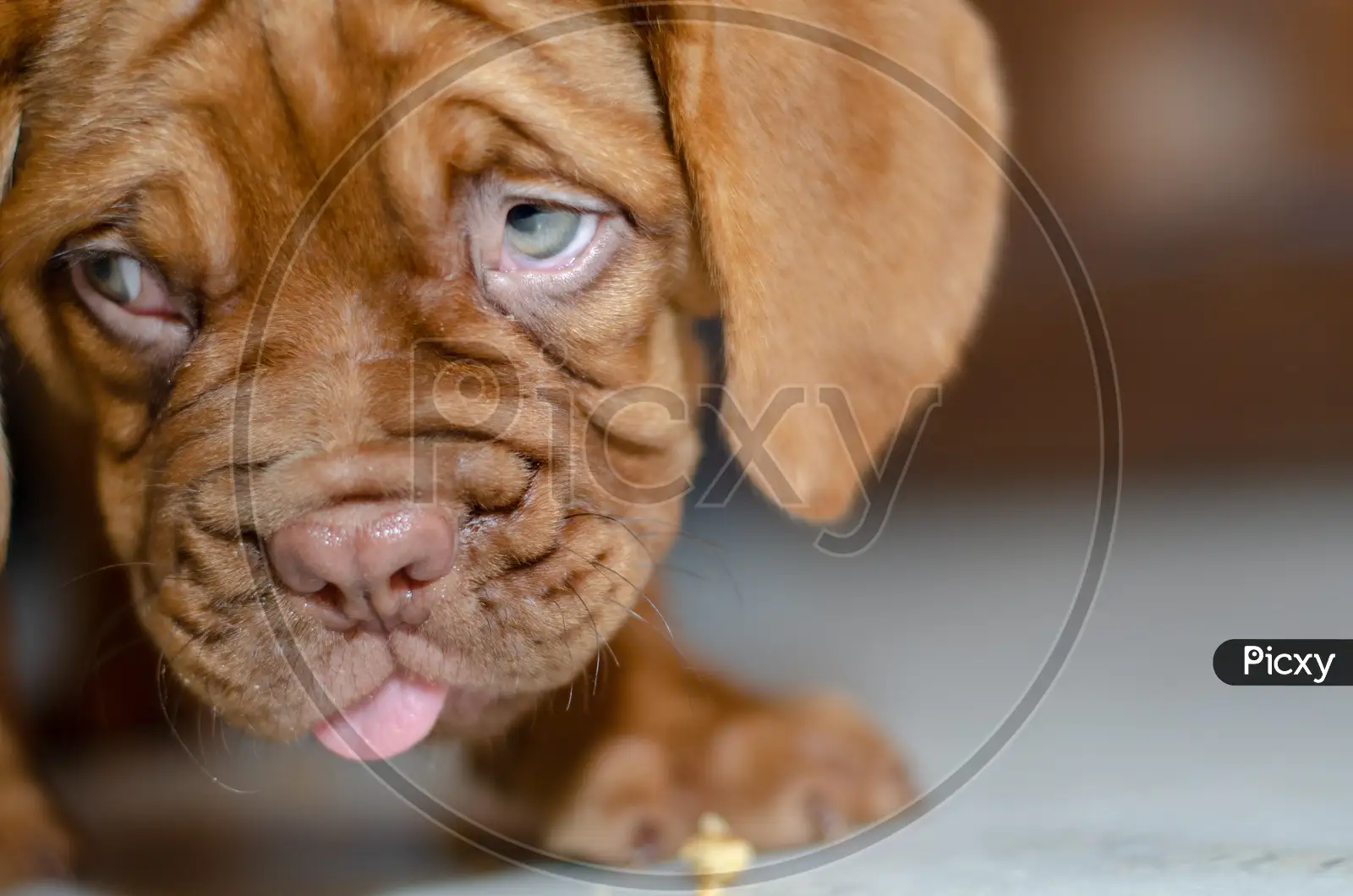 how much should a french mastiff eat