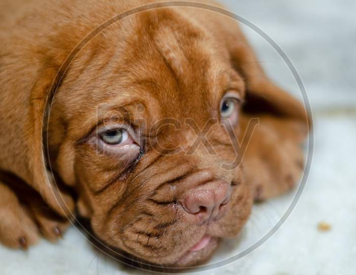 Dogue de Bordeaux, Bordeaux Mastiff, French Mastiff or Bordeaux dog   Closeup