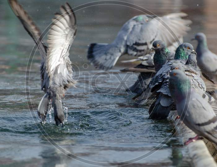 Flock of Pigeons playing in the pond water