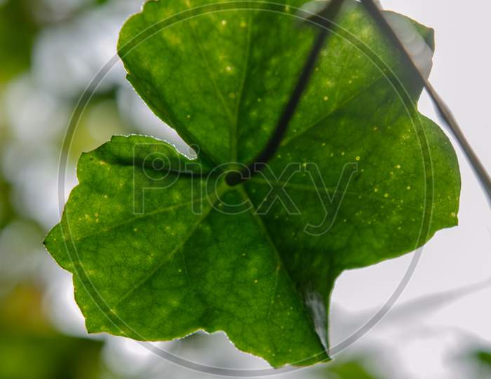 Caesalpinia Leaf