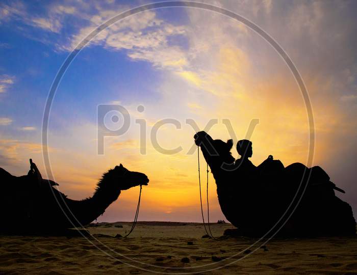 Camelid silhouette during sunset