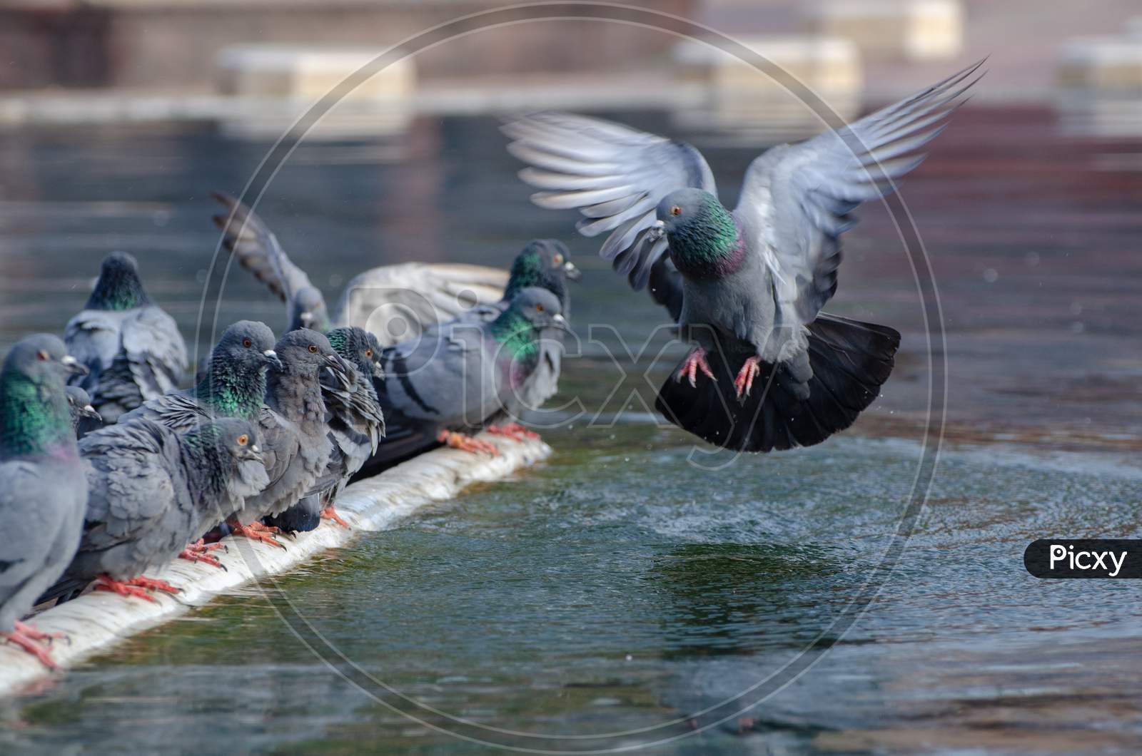 Pigeons  Flock At an Water Pond