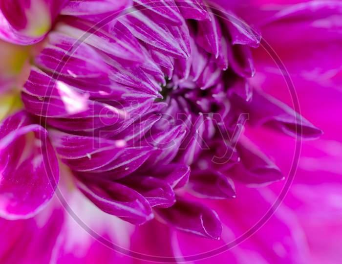 Macro Shot Of an  Blooming Genia Or Zinnia Flower