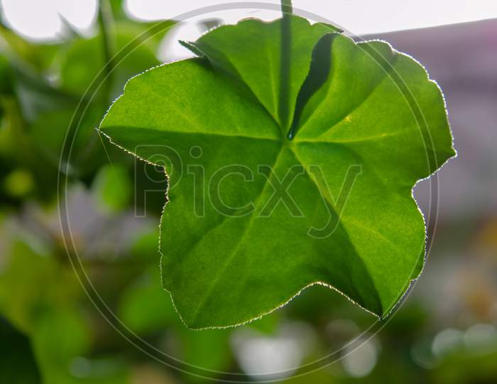 Morning glory plant leaf