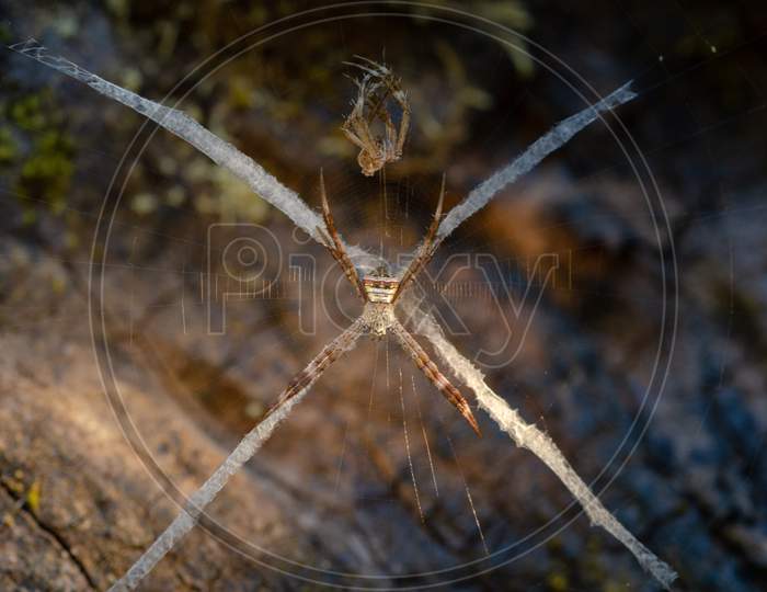View of a wild spider