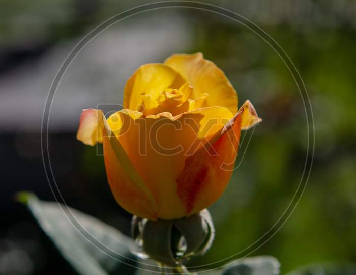 Yellow Rose bud