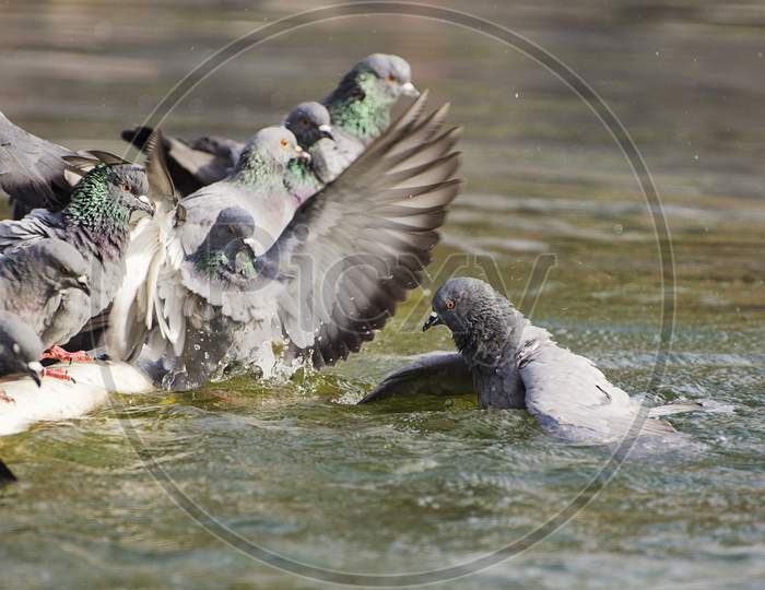 Pigeons n an Water Pool