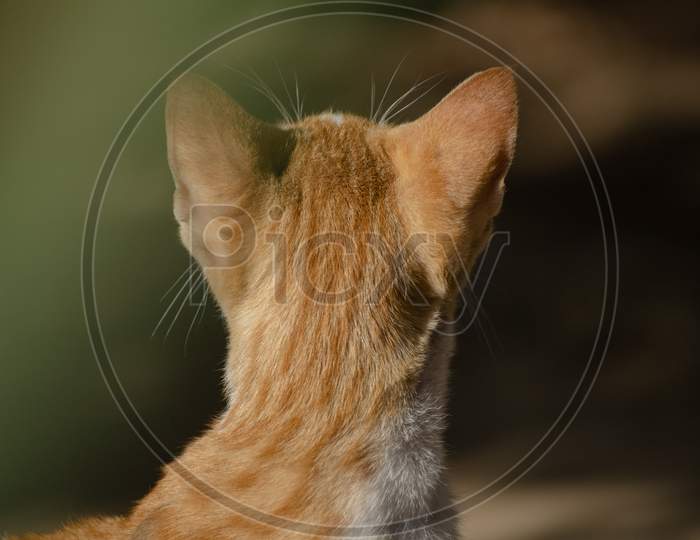 Back view of Domestic short-haired cat