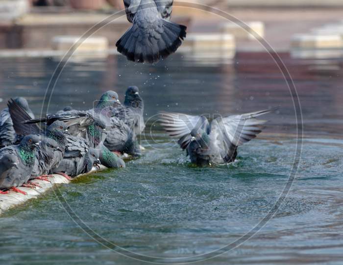 Pigeons  Flock At an Water Pond