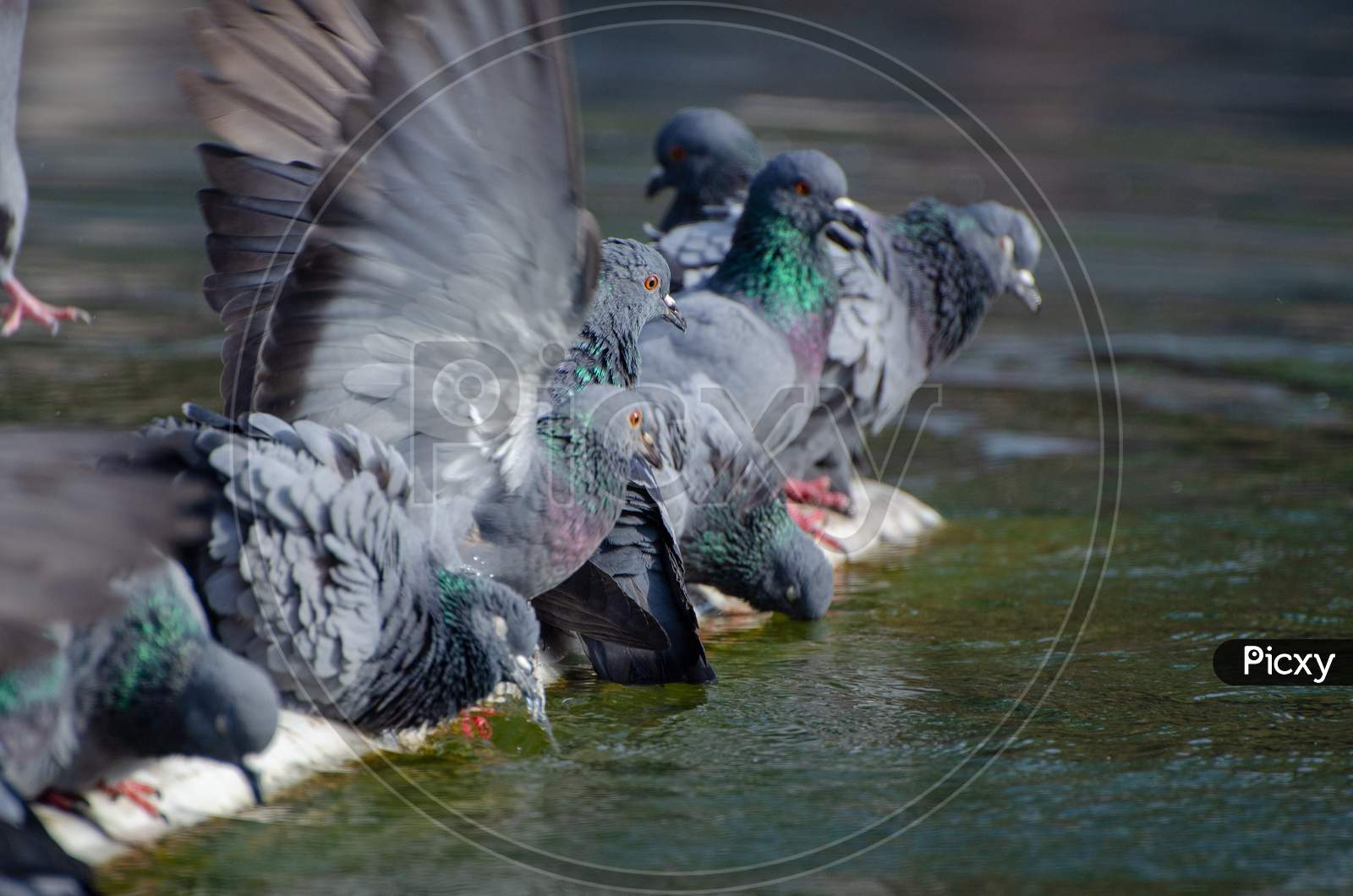 Flock of pigeons playing in the water