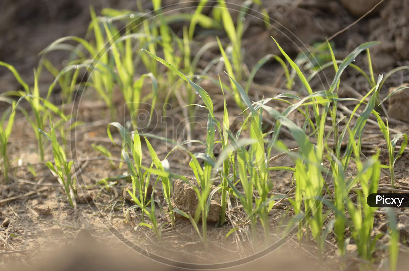 Grass Of Plant Saplings Growing in Soil