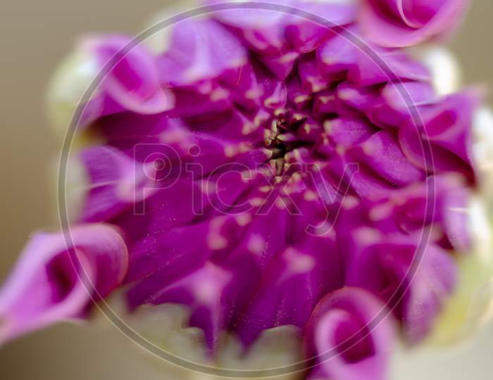 Macro Shot Of an  Blooming Genia Or Zinnia Flower