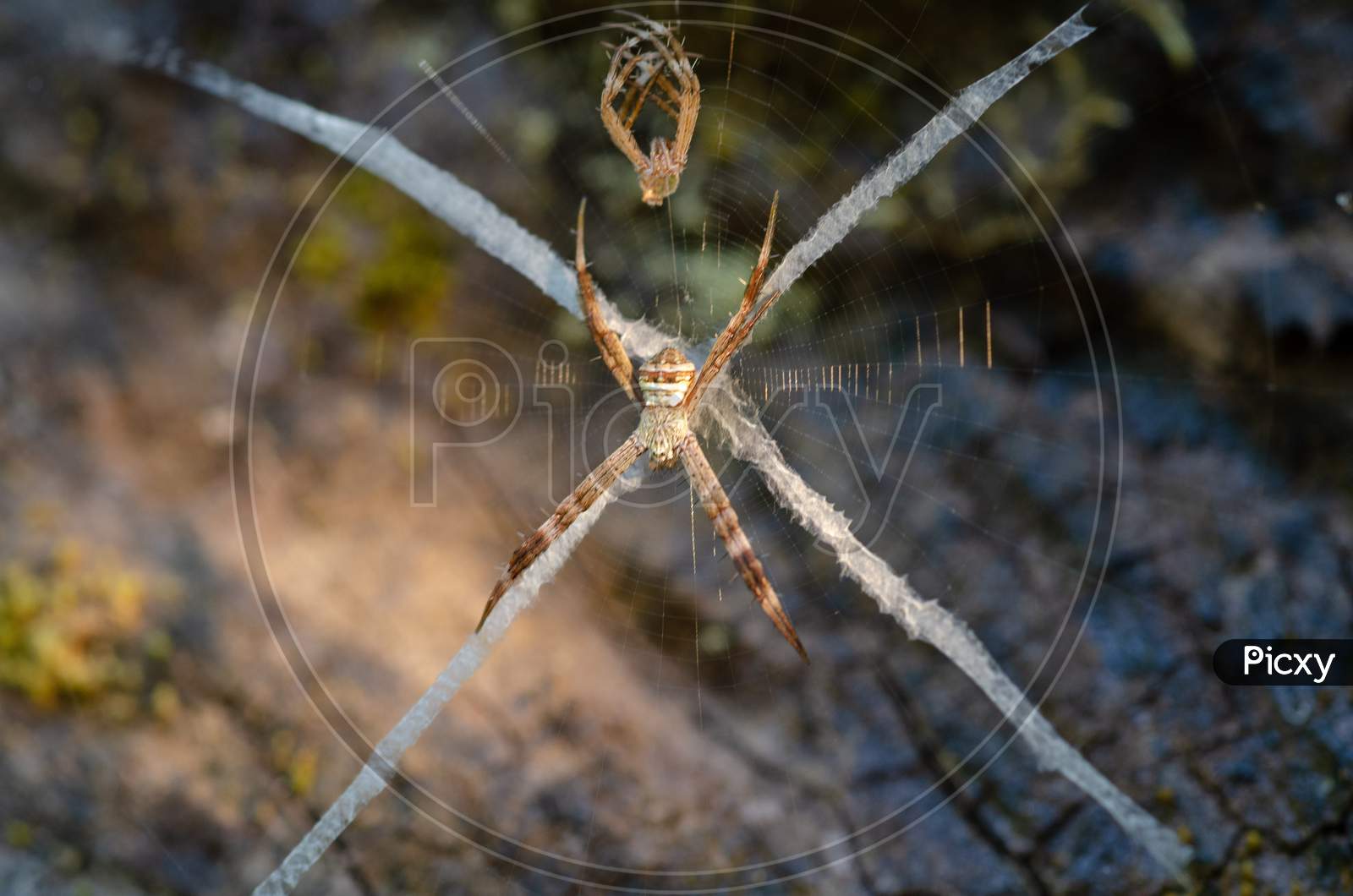 Spyder in a Web Cob