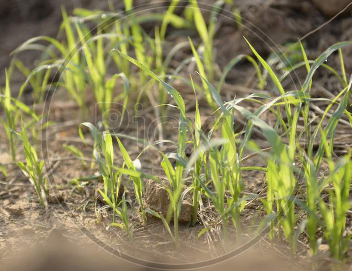 Grass Of Plant Saplings Growing in Soil
