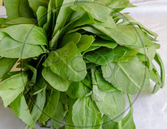 Spinach Or Palak Green Leafy Vegetables  Closeup