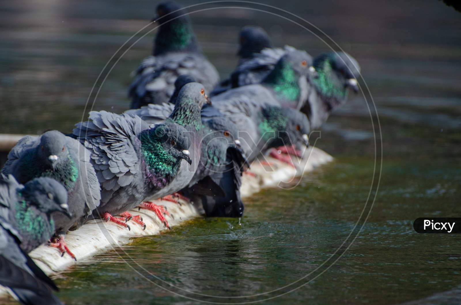 Flock of pigeons by the pond water