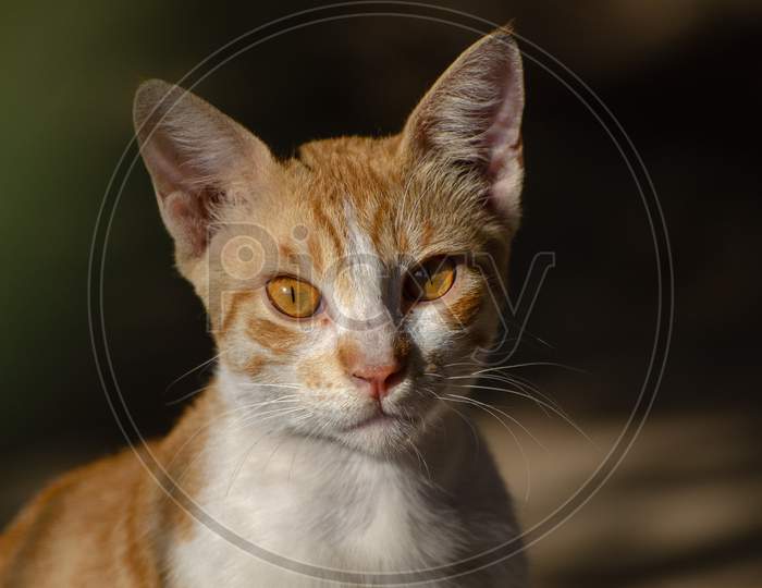 Indian Domestic short-haired cat