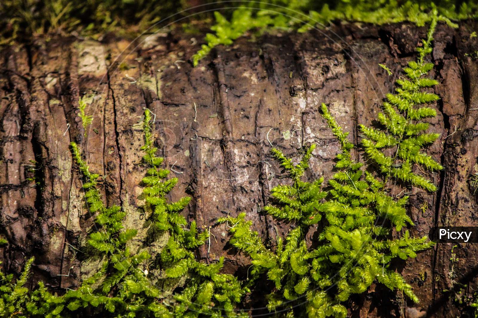 tree growing on rock