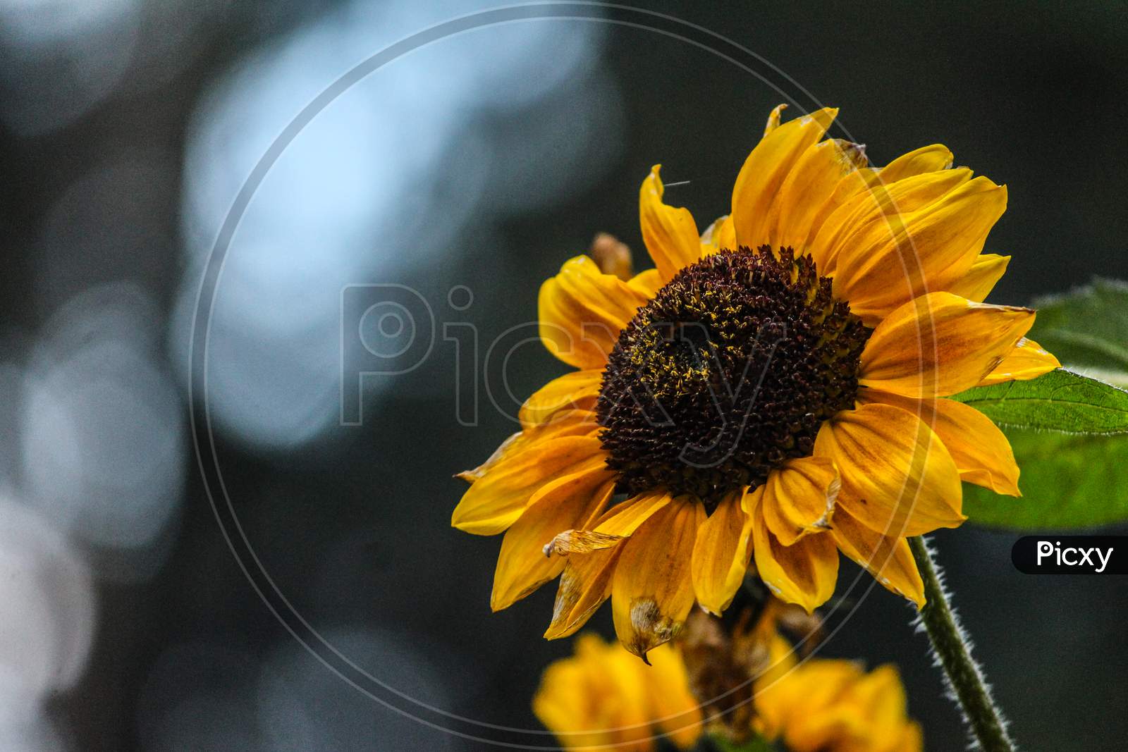 sunflower on a background of bokeh