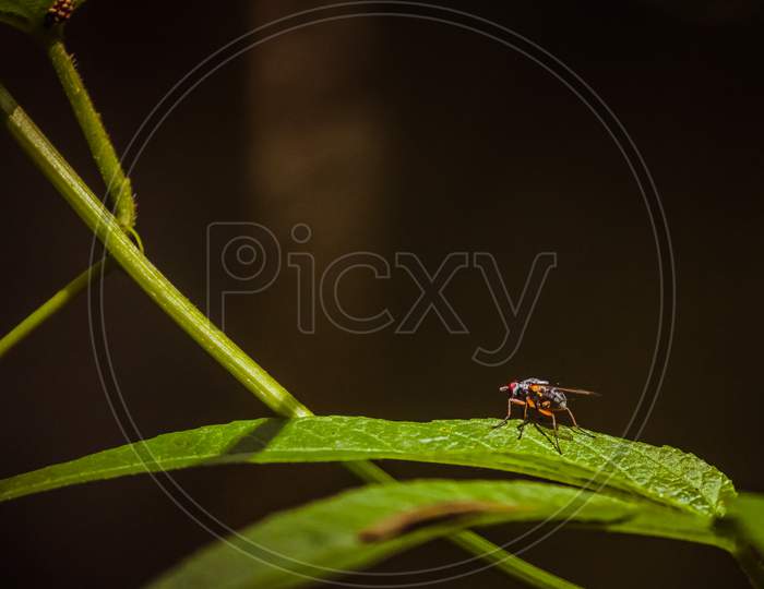 Housefly on a green leaf