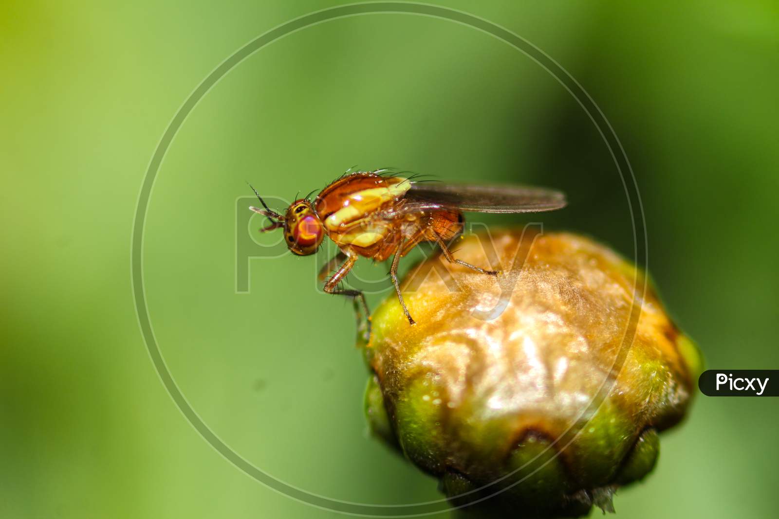 fly on a leafbud