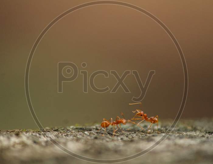 ants fighting on a rock
