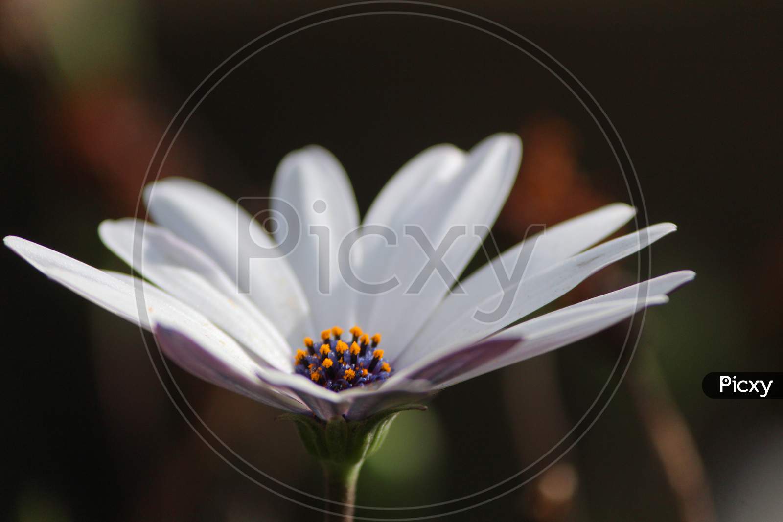 Macro of a White Daisy flower