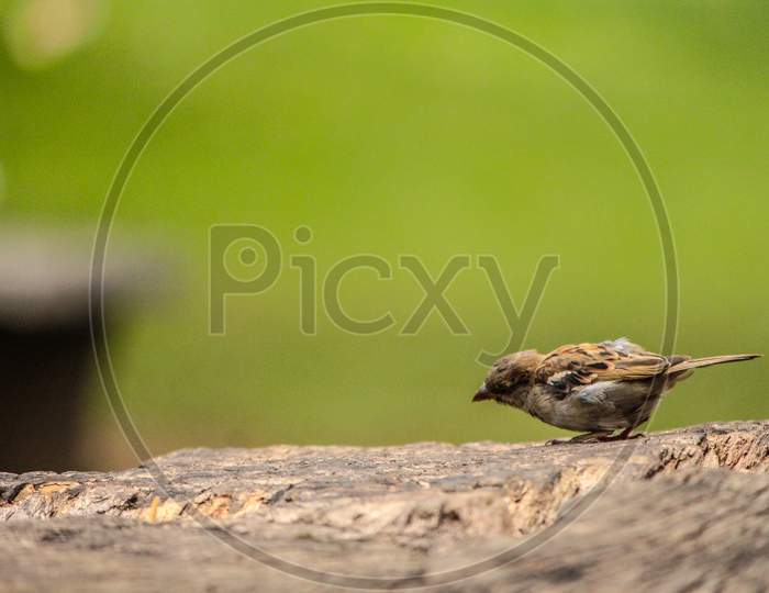 A sparrow bird on the tree trunk