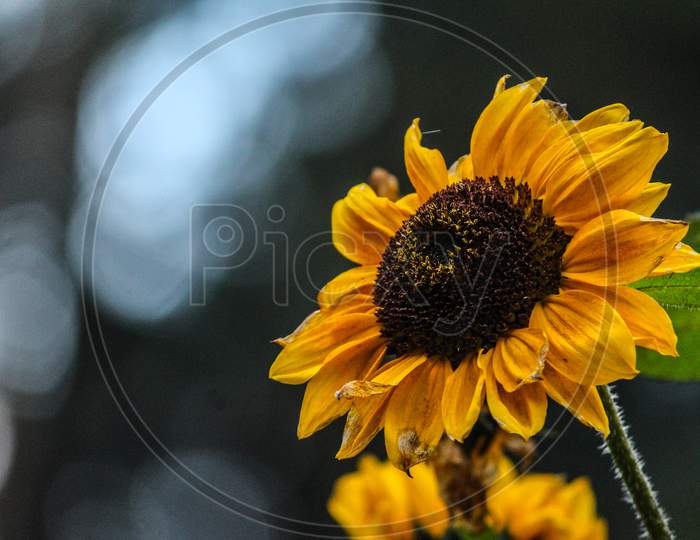 sunflower on a background of bokeh