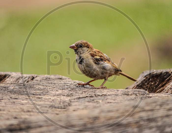 A sparrow bird on the tree trunk