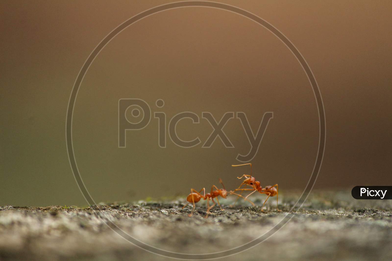 ants fighting on a rock