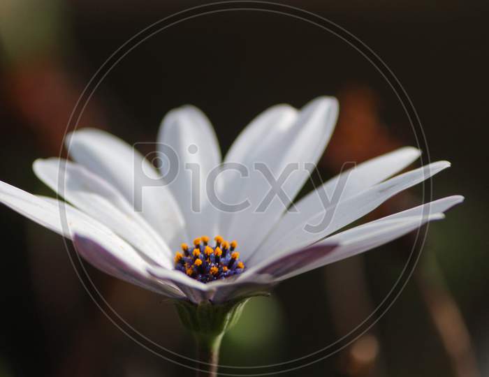 Macro of a White Daisy flower