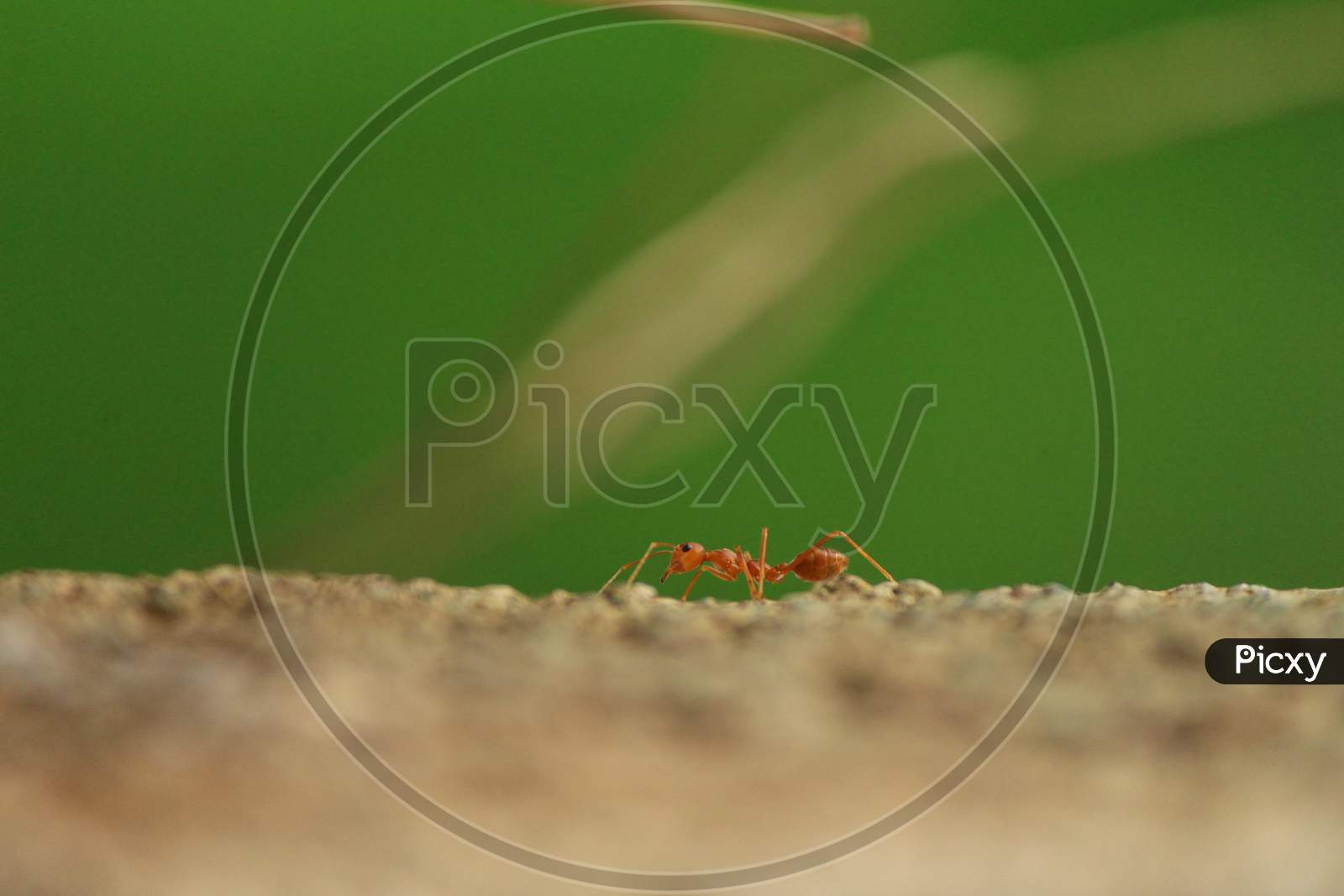 an ant on a rock