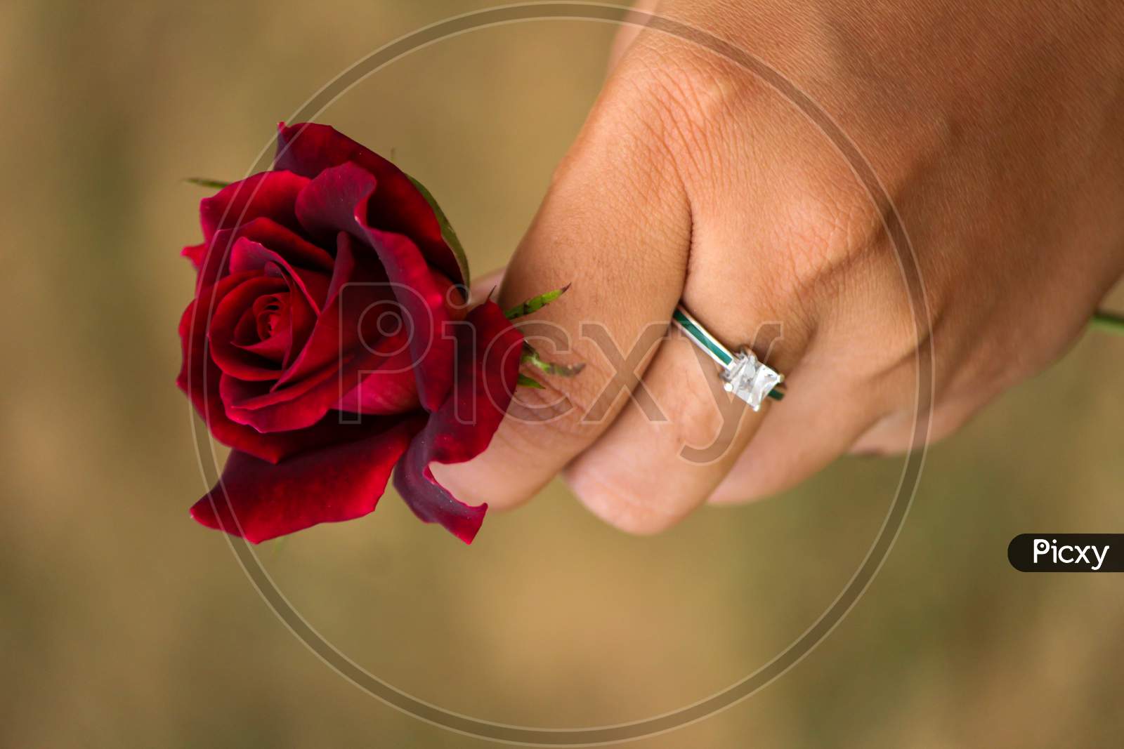 red rose in hand of a woman